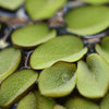 Salvinia Minima 4oz Portion