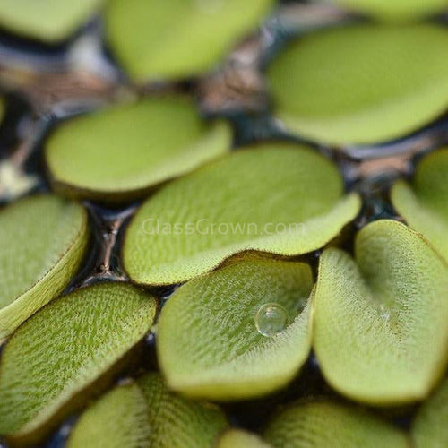 Salvinia Minima 4oz Portion