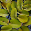 Salvinia Minima 4oz Portion