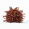 Sweet Gum Pods 3 Pack