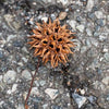 Sweet Gum Pods 3 Pack