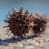 Sweet Gum Pods 3 Pack