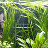 True Sagittaria Subulata 10 Plants
