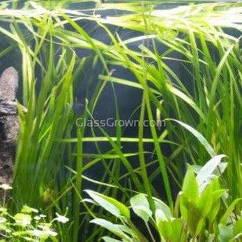 True Sagittaria Subulata 10 Plants