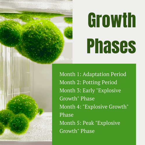 Live Marimo Moss Ball Aquarium 6PCS Set Kokedama Ball for 20 Gallon Aquarium