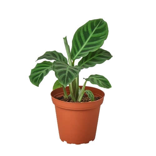 Calathea 'Zebrina' - 4 Pot