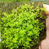 Dwarf Baby Tears 4 Coir Mat