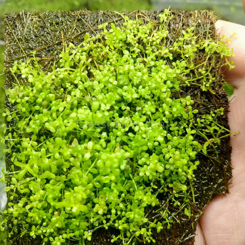 Dwarf Baby Tears 4 Coir Mat