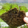 Dwarf Baby Tears 4 Coir Mat