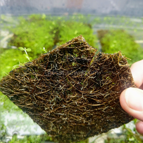Dwarf Baby Tears 4 Coir Mat