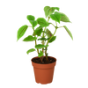 Pilea 'Moon Valley' - 4 Pot