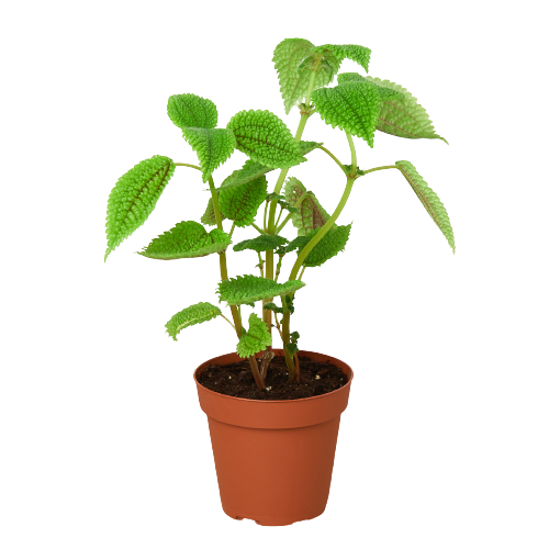 Pilea 'Moon Valley' - 4 Pot