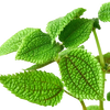 Pilea 'Moon Valley' - 4 Pot
