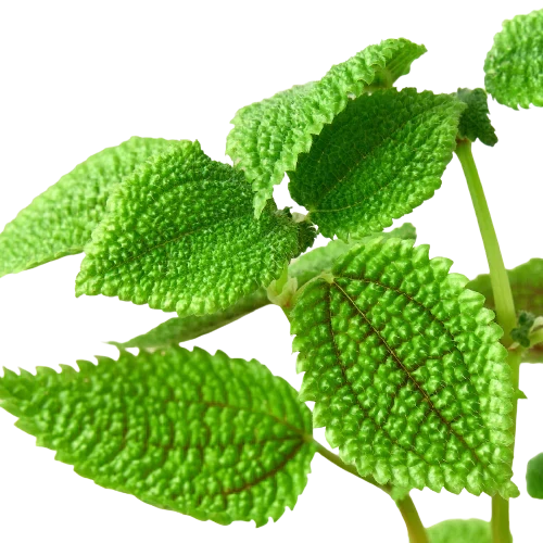Pilea 'Moon Valley' - 4 Pot