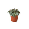 Peperomia 'Napoli Nights' - 4 Pot