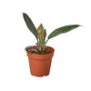 Philodendron 'Black Cardinal' - 4 Pot