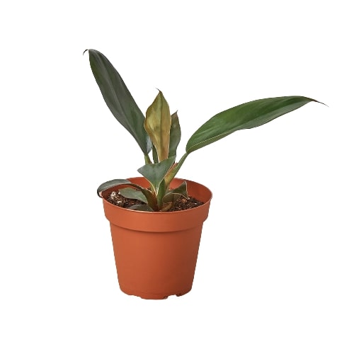 Philodendron 'Black Cardinal' - 4 Pot
