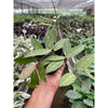 Hoya 'Eliptica'