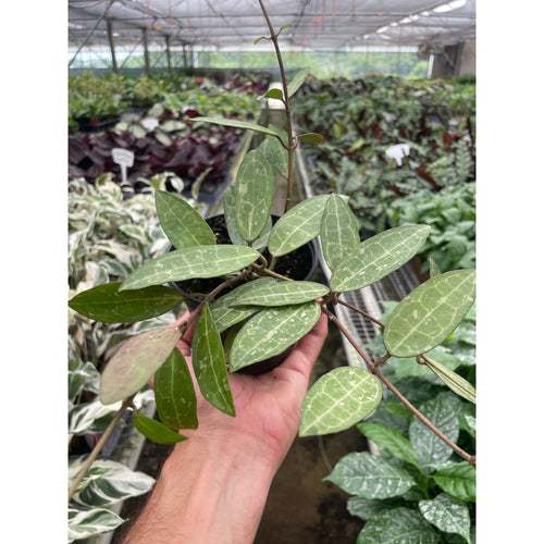 Hoya 'Eliptica'