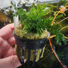 Potted Mini Bolbitis Heteroclita