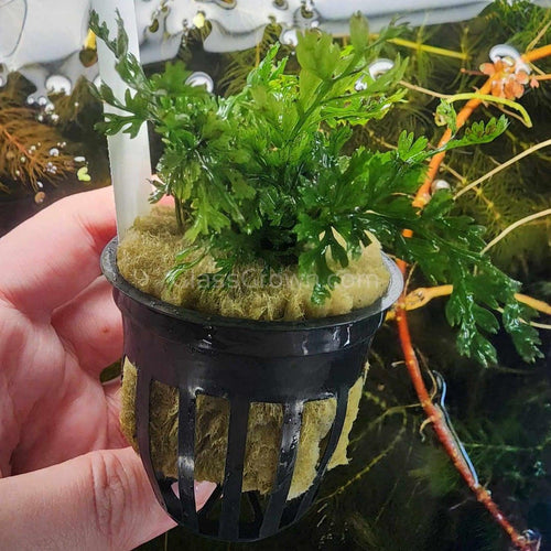 Potted Mini Bolbitis Heteroclita