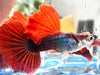 Hb Red Rose Guppy