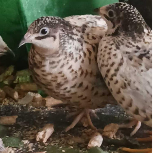 Button Quail Eggs -Eggs for Hatching
