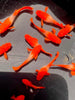 Koi red ear guppy