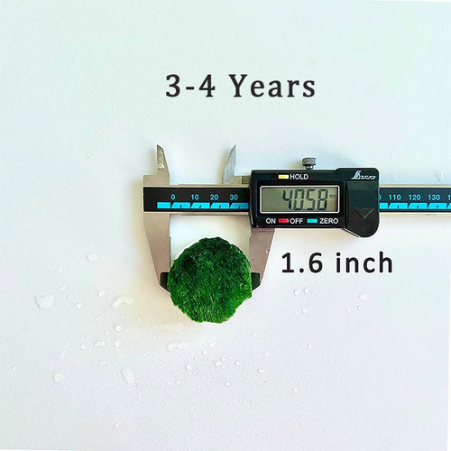 Marimo Moss Balls For Aquarium 10PCS Multiple Size Moss Ball Aqua Plant Pet Bulk Sale - Kokedama Japanese Algae Ball Wholesale
