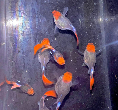 Black koi short ribbon sharkfin guppy