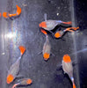 Black koi short ribbon sharkfin guppy