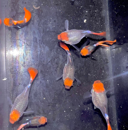Black koi short ribbon sharkfin guppy