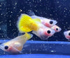 Gold Short GlassBelly Guppy