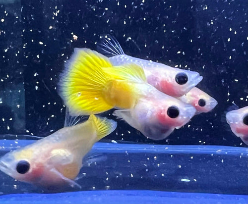 Gold Short GlassBelly Guppy