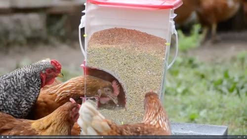 DIY Chicken Port Feeder Kit - 4 Port with Hole Saw