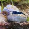 Blue Dream Dwarf Shrimp 10+ Pack