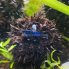 Blue Dream Dwarf Shrimp 10+ Pack