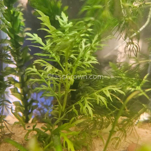Bunch Water Wisteria (Hygrophila Difformis)