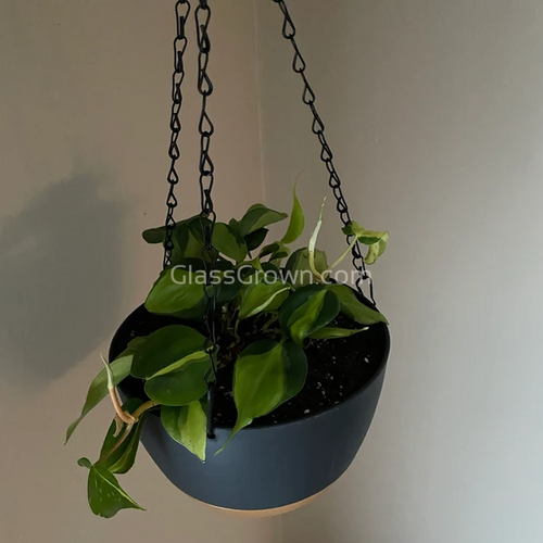 Philodendron 'Brasil'