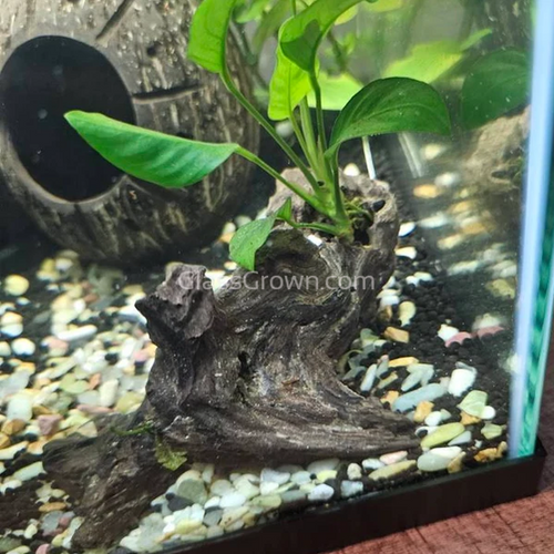 Mopane Congo Driftwood Small (6-10)