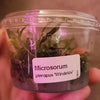 Java Fern