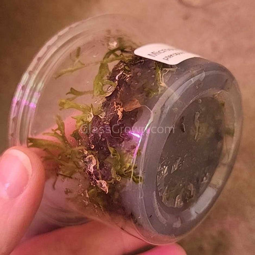 Java Fern