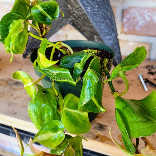 Philodendron 'Brasil'