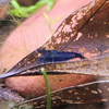 Blue Dream Dwarf Shrimp 10+ Pack