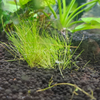 Dwarf Hairgrass 4 Coco Mat