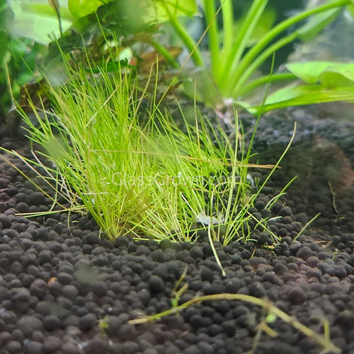 Dwarf Hairgrass 4 Coco Mat