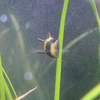 Bumblebee Horned Nerite Snail 3 Pack