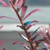 Blue Dream Dwarf Shrimp 10+ Pack