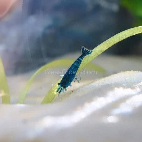 Blue Dream Dwarf Shrimp 10+ Pack