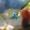 Blue Dream Dwarf Shrimp 10+ Pack